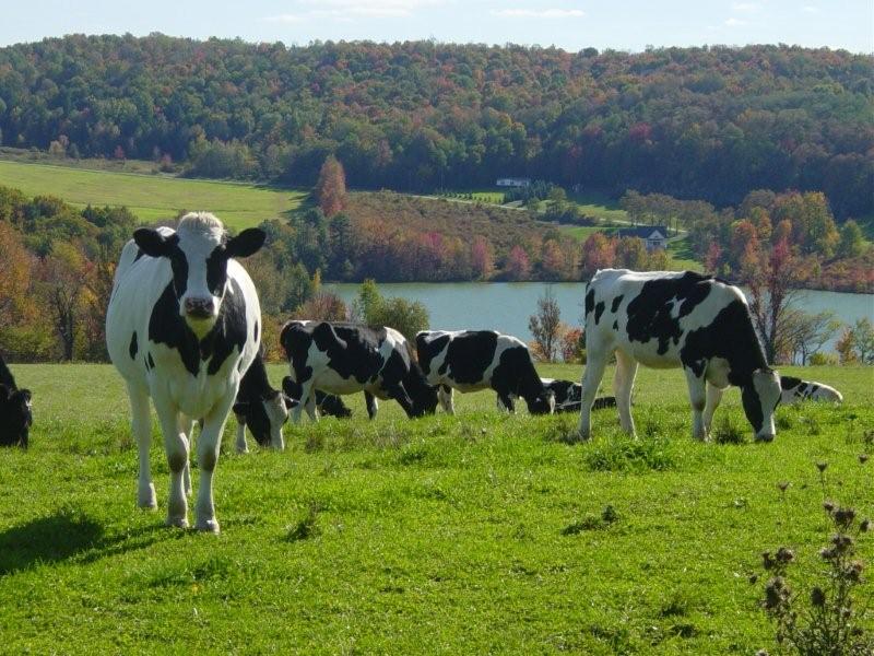 Cows At Work