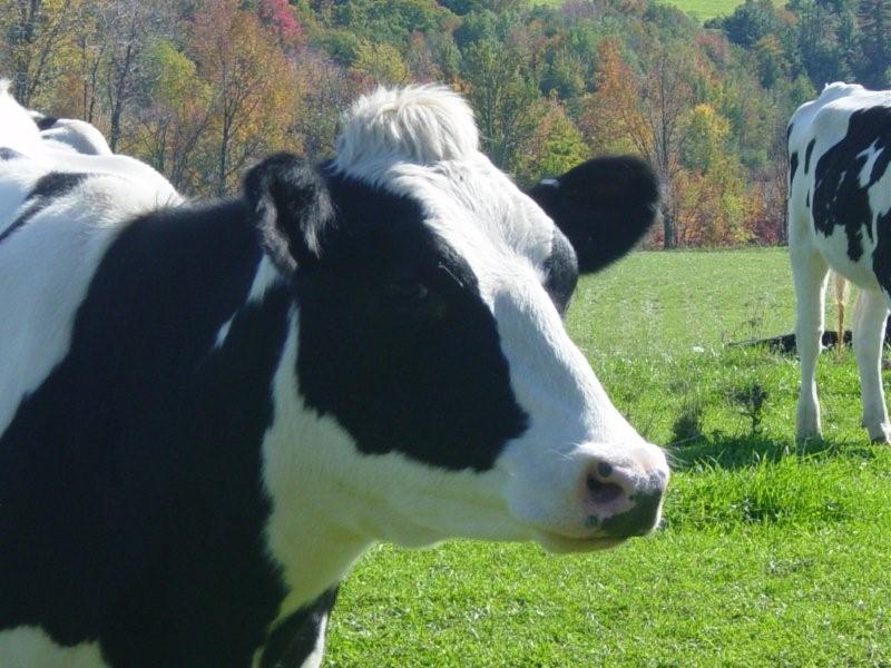 Cowfice Secretary
