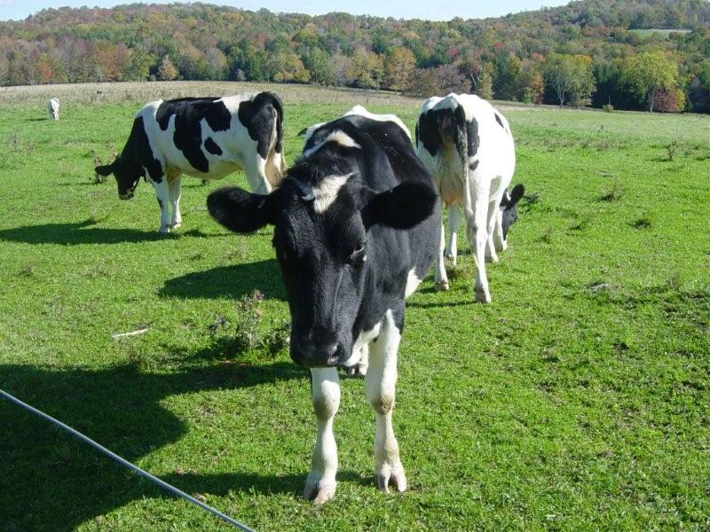 Office Manager Cowfice, Cows Office Manager
