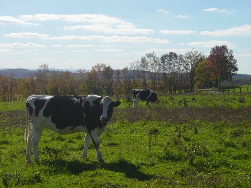 Shirking Cow